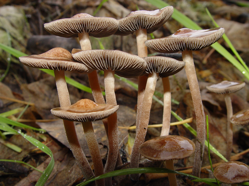 Panaeolus subbalteatus, funghi stupecacenti - Ian Williams https://commons.wikimedia.org/wiki/File:Panaeolus.subbalteatus.5.jpg CC BY-SA 3.0